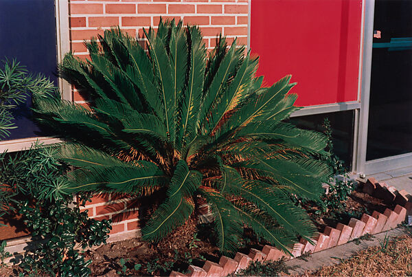 Untitled (Frond Outside Building), William Eggleston (American, born Memphis, Tennessee, 1939), Dye transfer print 