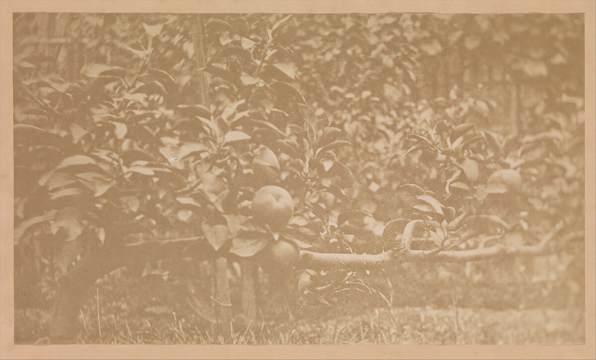 [Apple Tree Branch], Unknown (French), Salted paper print from collodion glass negative 