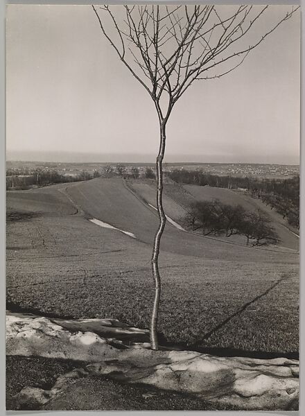 The Sapling, Albert Renger-Patzsch (German, Wurzburg 1897–1966 Wamel), Gelatin silver print 