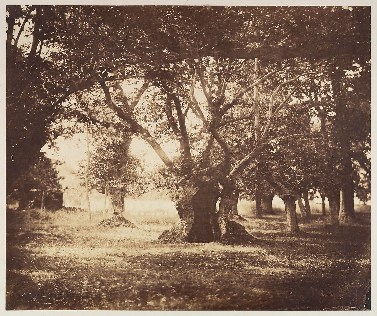 Hollow Oak Tree, Fontainebleau, Gustave Le Gray (French, 1820–1884), Albumen silver print from glass negative 