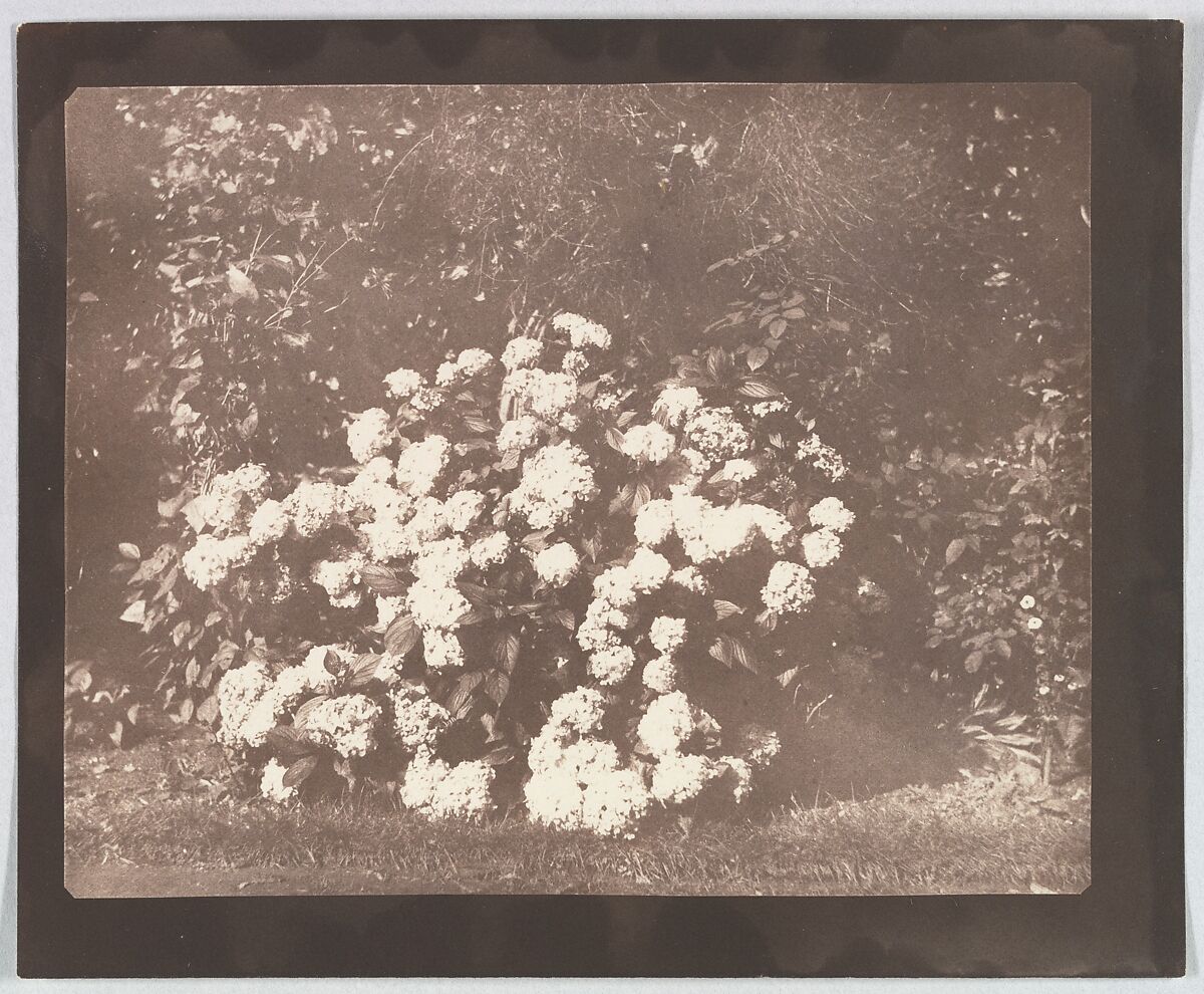 A Bush of Hydrangea in Flower, William Henry Fox Talbot (British, Dorset 1800–1877 Lacock), Salted paper print from paper negative 