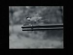 [243 Amateur Snapshots], Unknown, Gelatin silver prints, Instant diffusion transfer prints, and chromogenic prints