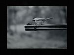 [243 Amateur Snapshots], Unknown, Gelatin silver prints, Instant diffusion transfer prints, and chromogenic prints