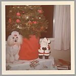 [243 Amateur Snapshots], Unknown, Gelatin silver prints, Instant diffusion transfer prints, and chromogenic prints