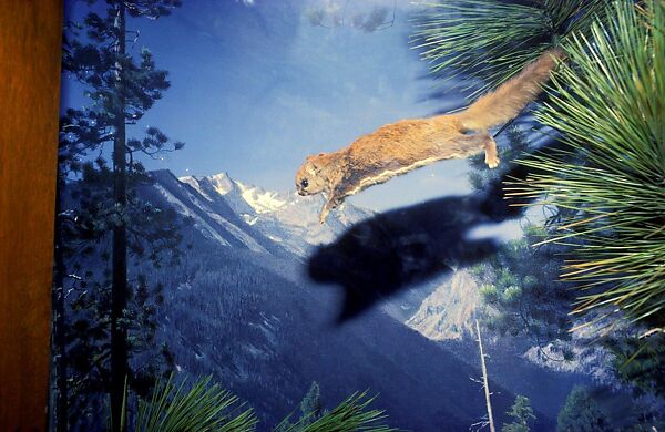 Flying Squirrel, Daniel Faust (American, born 1956), Inkjet print 