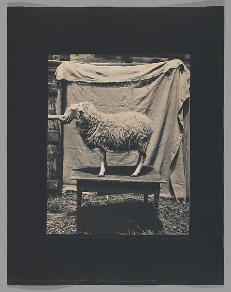 [Sheep], John Dugdale (American, born 1960), Platinum print 