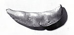 Seed pod gold weight, Akan artist, Brass, Akan peoples