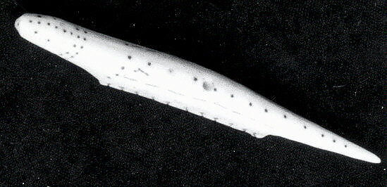 Belt Fastener (?), Ivory, Alutiiq 