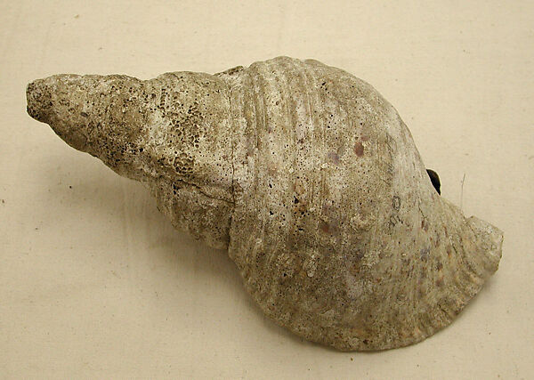 Trumpet  (Tutue [?]), Shell, Papua New Guinea