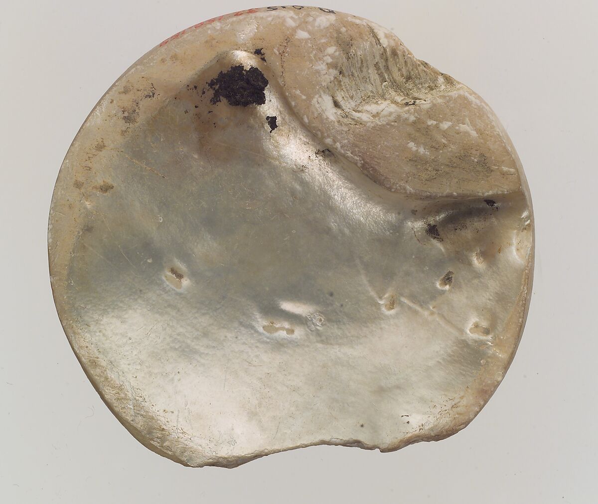 Plaque, Shell (Mother-of-pearl), Sasanian 