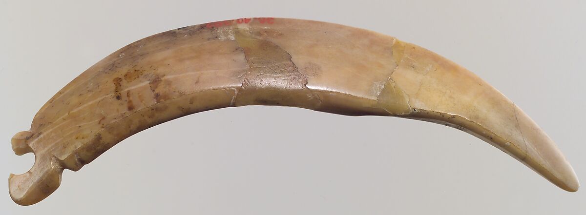 Tool, Bone (tooth), Iran 