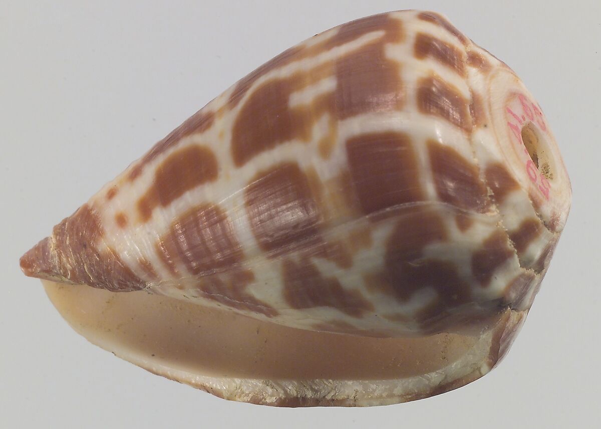 Shell, Shell 