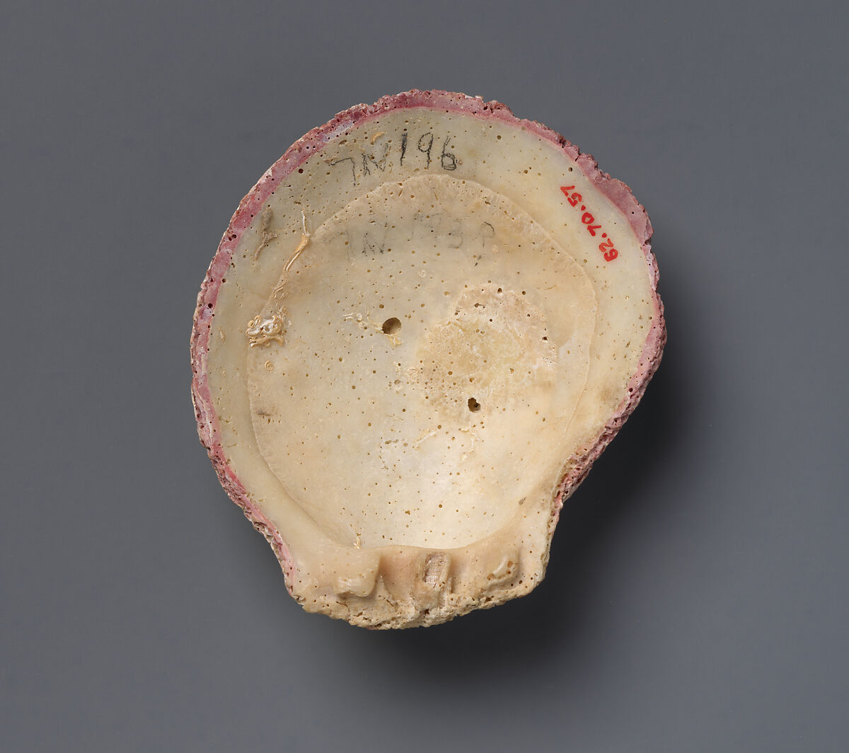 Scallop shell, Shell