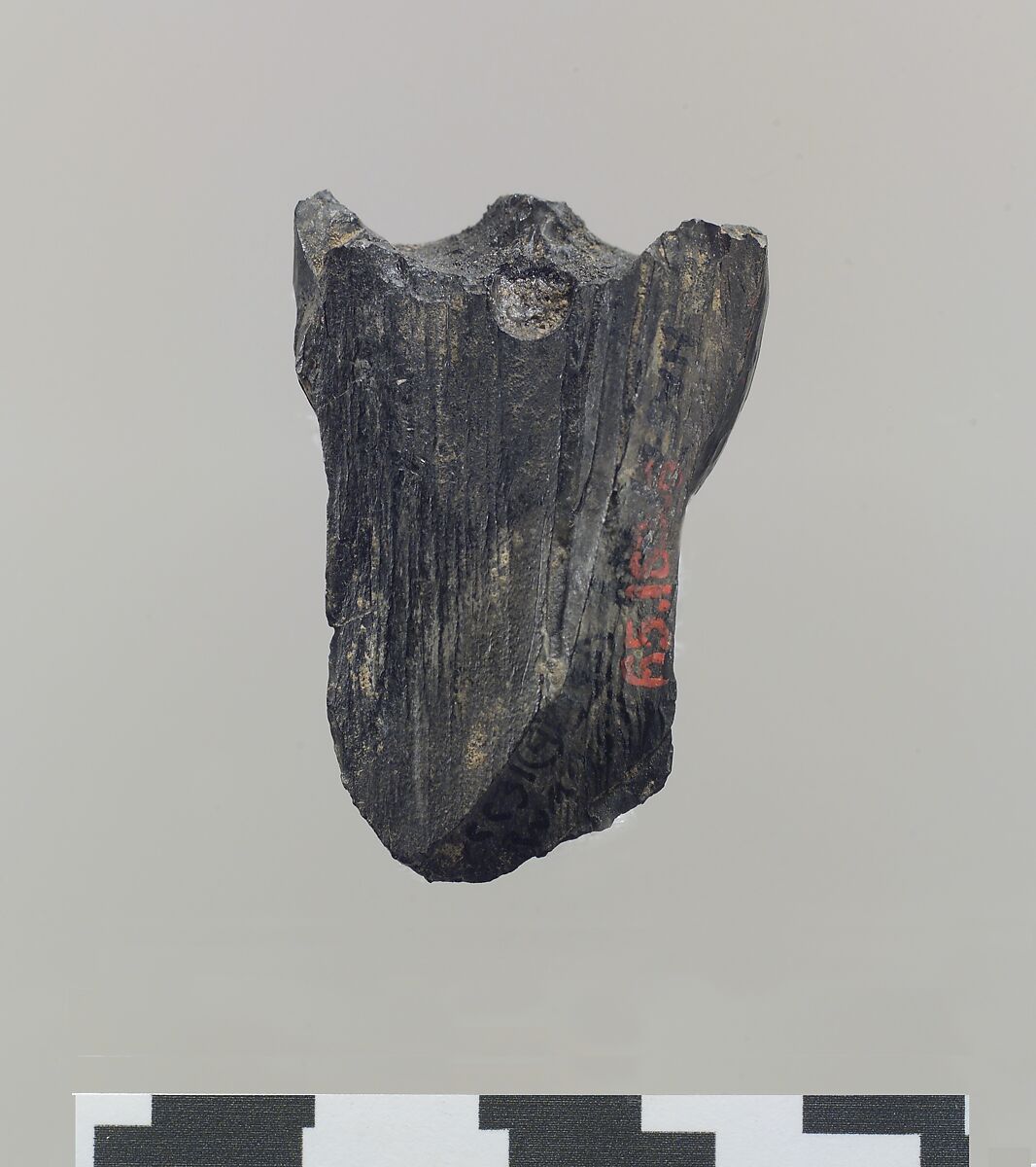 Lower half of a human head in the round, Ivory, Iran