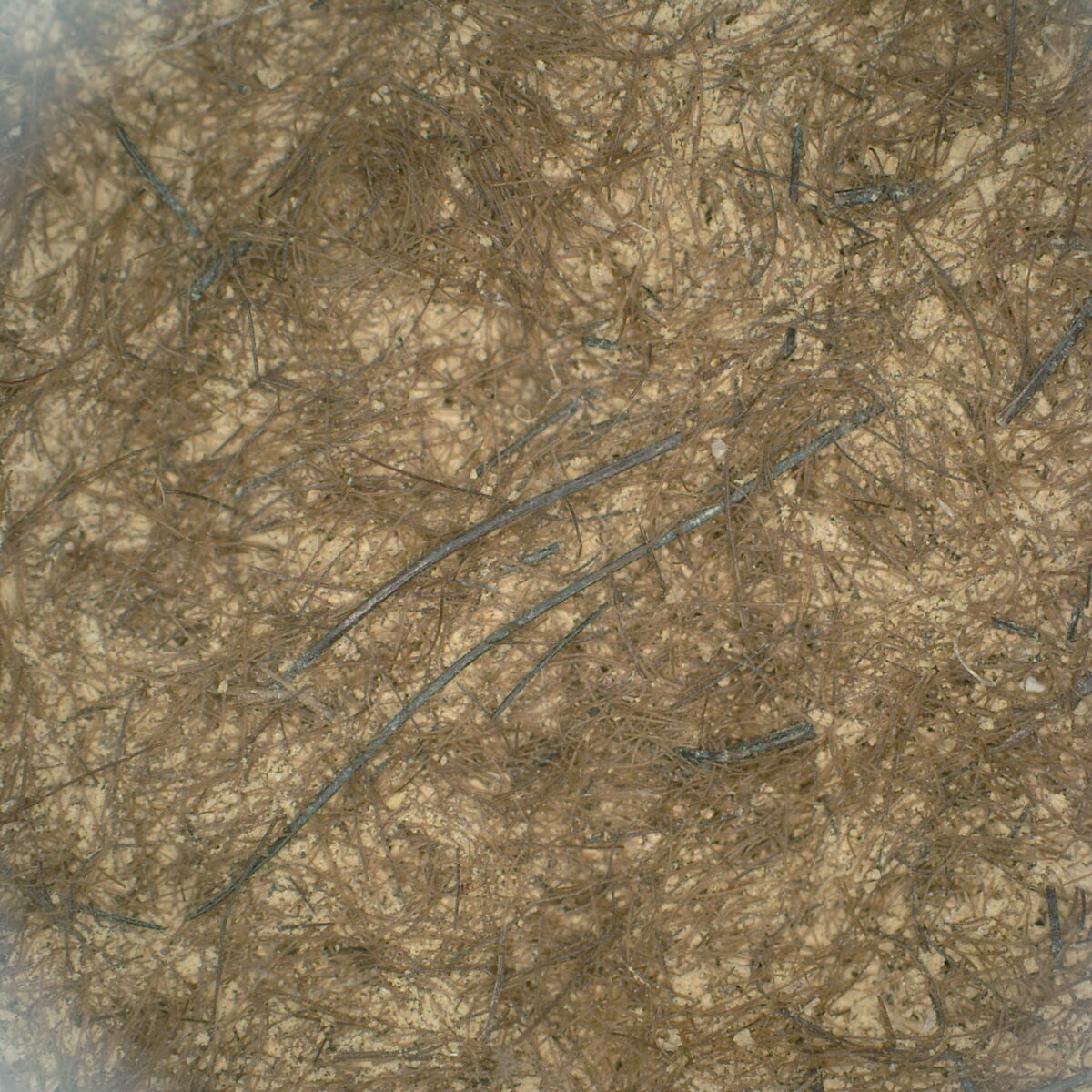 Textile fragment, Felt, silk, Parthian