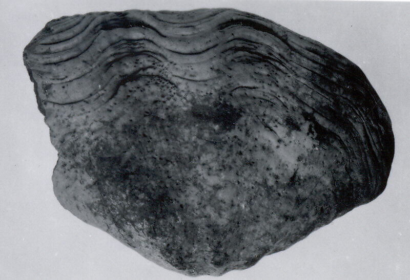 Tridacna shell, Shell (Tridacna squamosa), Edomite 