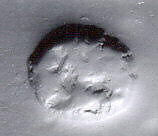 Stamp seal (scaraboid) with animal

