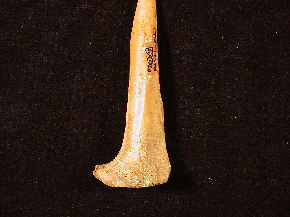Punch, Bone 