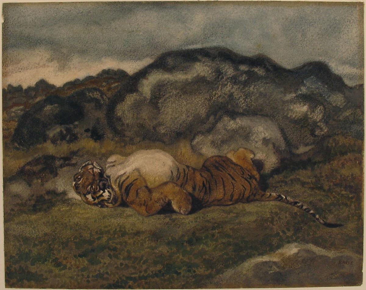 Tiger Rolling on Its Back, Antoine-Louis Barye (French, Paris 1795–1875 Paris), Watercolor on heavy wove paper