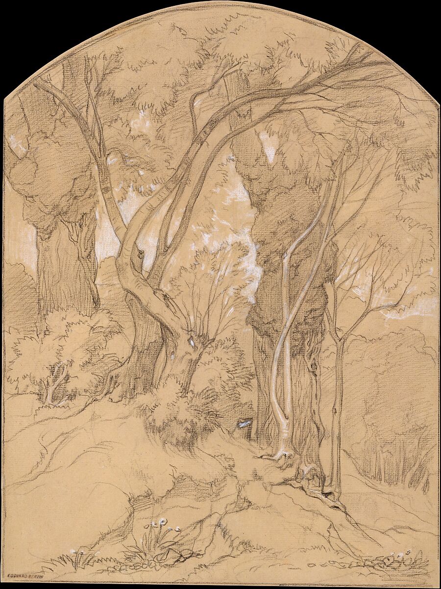 Trees in a Forest, Edouard Bertin (French, Paris 1797–1871 Paris), Black chalk, heightened with white