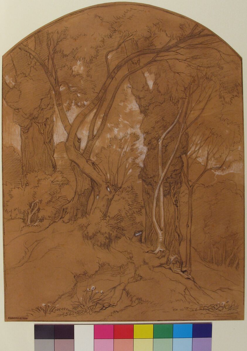 Trees in a Forest, Edouard Bertin (French, Paris 1797–1871 Paris), Black chalk, heightened with white