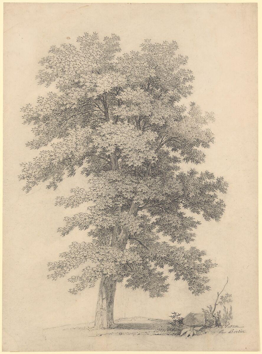 A Plane Tree, Jean Victor Bertin (French, Paris 1767–1842 Paris), Black chalk 