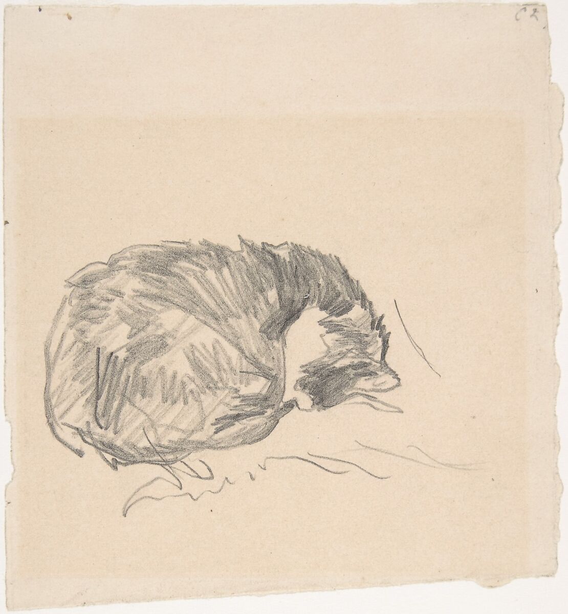 A Cat Curled Up, Sleeping, Edouard Manet (French, Paris 1832–1883 Paris), Graphite, on ivory-colored paper 