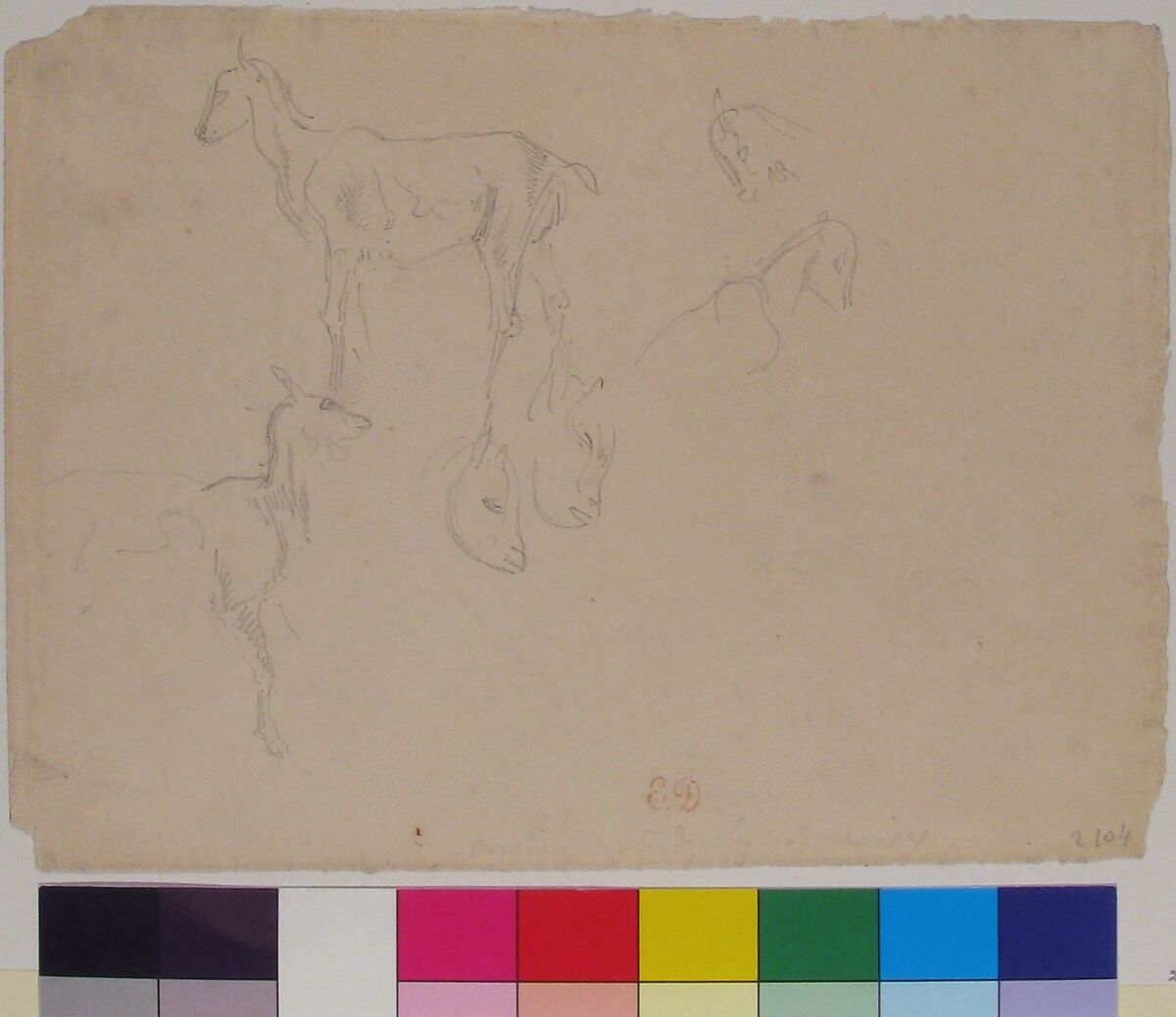 Studies of a Goat, Eugène Delacroix (French, Charenton-Saint-Maurice 1798–1863 Paris), Graphite on wove paper
