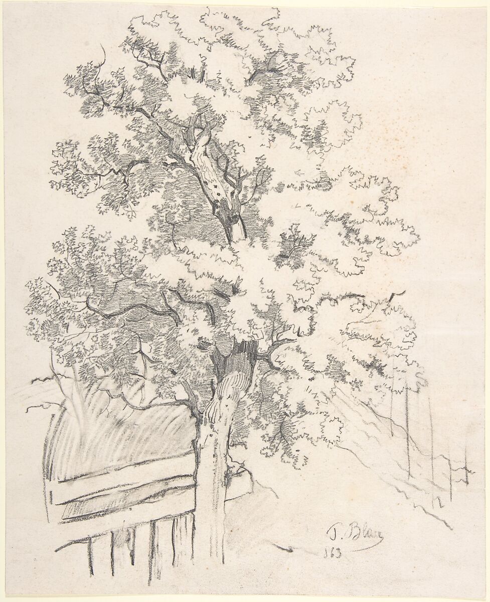 Study of a Tree, Tina Blau (Austrian, Vienna 1845–1916 Vienna), Black chalk 