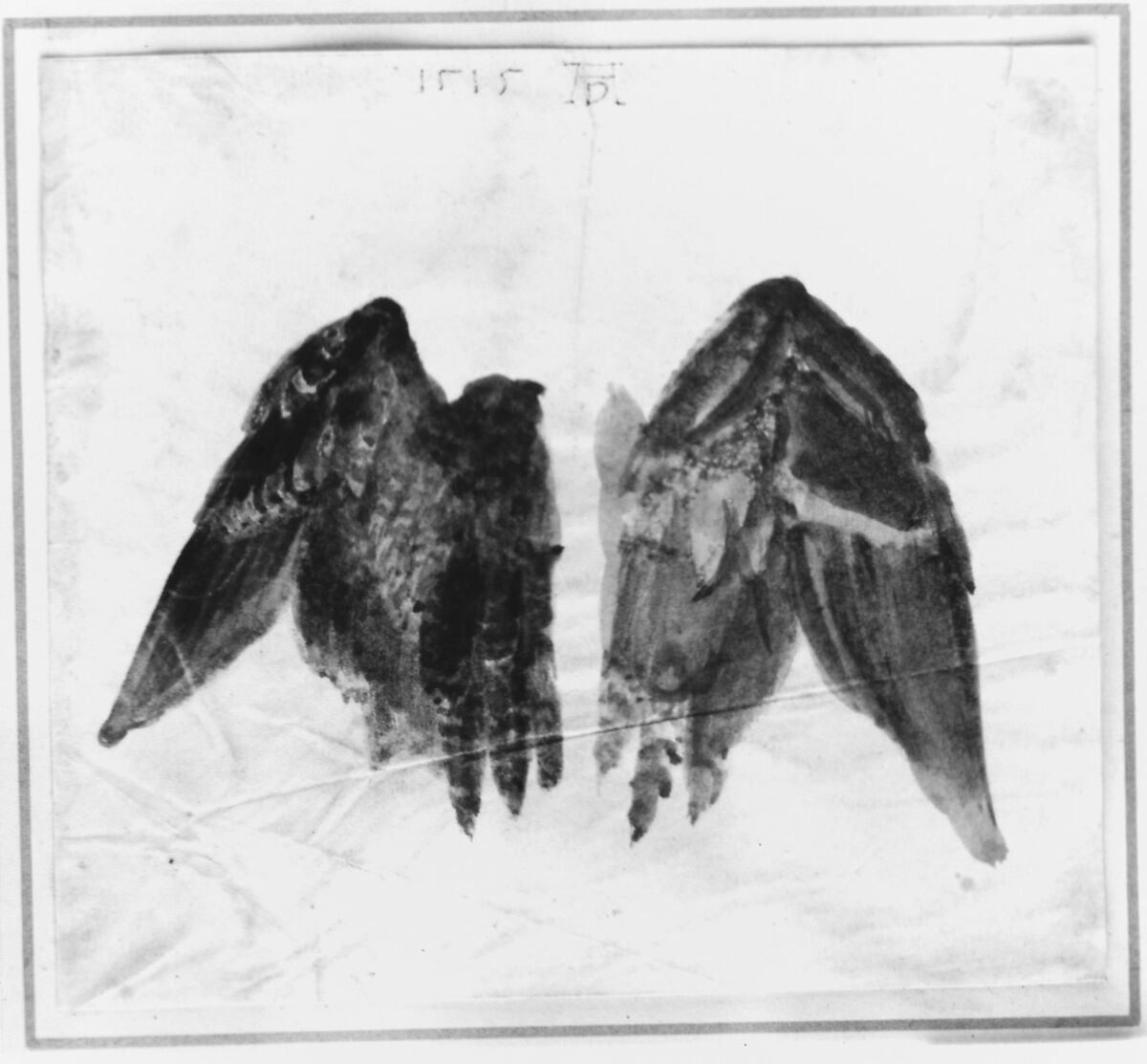 Bittern's Wings: study showing both sides, In the manner of Albrecht Dürer (German, Nuremberg 1471–1528 Nuremberg), Watercolor on vellum