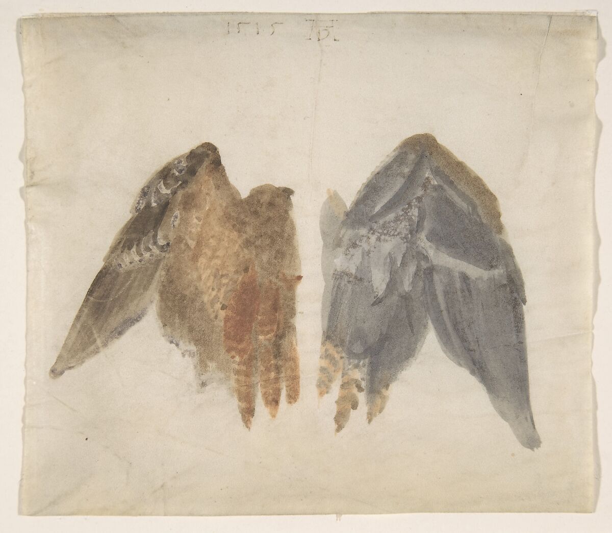 Bittern's Wings: study showing both sides, In the manner of Albrecht Dürer (German, Nuremberg 1471–1528 Nuremberg), Watercolor on vellum 
