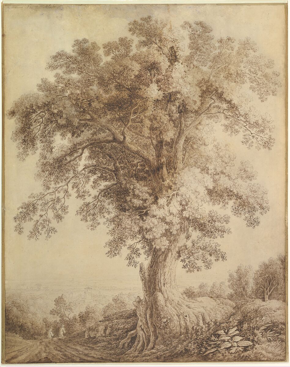 A Large Tree at Albano, Jacob Philipp Hackert (German, Prenzlau 1737–1807 San Pietro di Careggi), Pen and brown ink, brush and brown wash, over graphite; framing lines in brown ink 