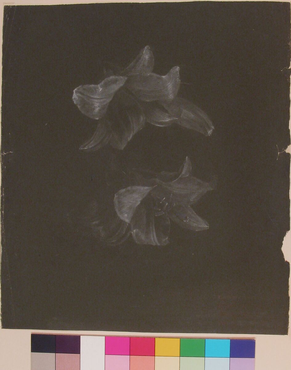 Floral Design, Antoine Berjon (French, Lyon 1754–1843 Lyon), White chalk with graphite