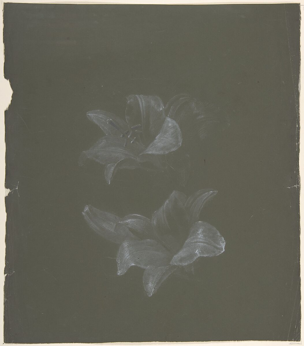 Floral Design, Antoine Berjon (French, Lyon 1754–1843 Lyon), White chalk with graphite 