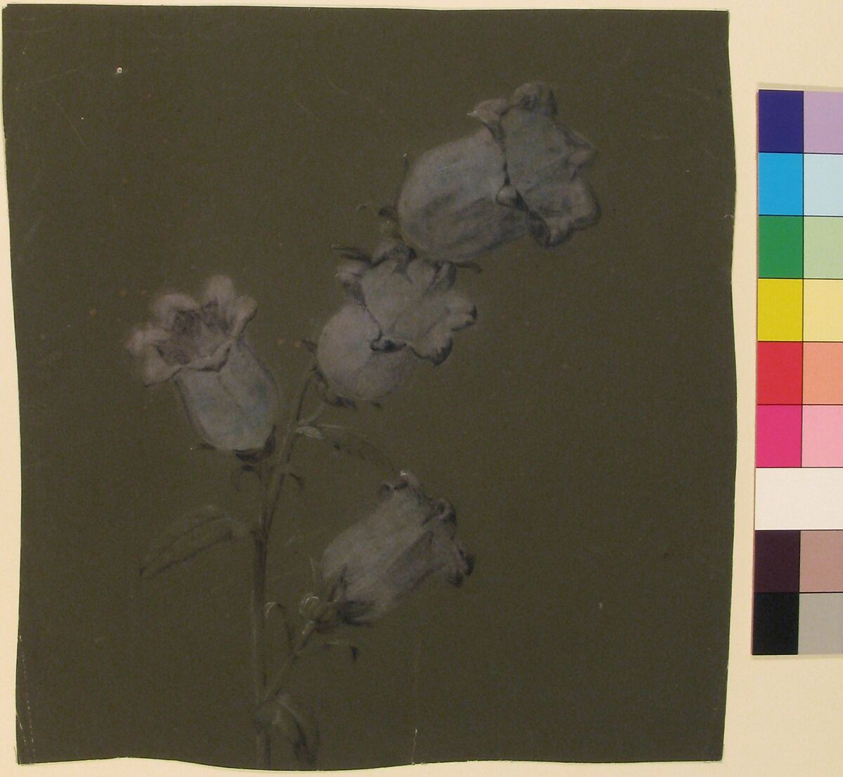 Spray of Canterbury Bells, Antoine Berjon (French, Lyon 1754–1843 Lyon), Purple, blue, black, and white chalk