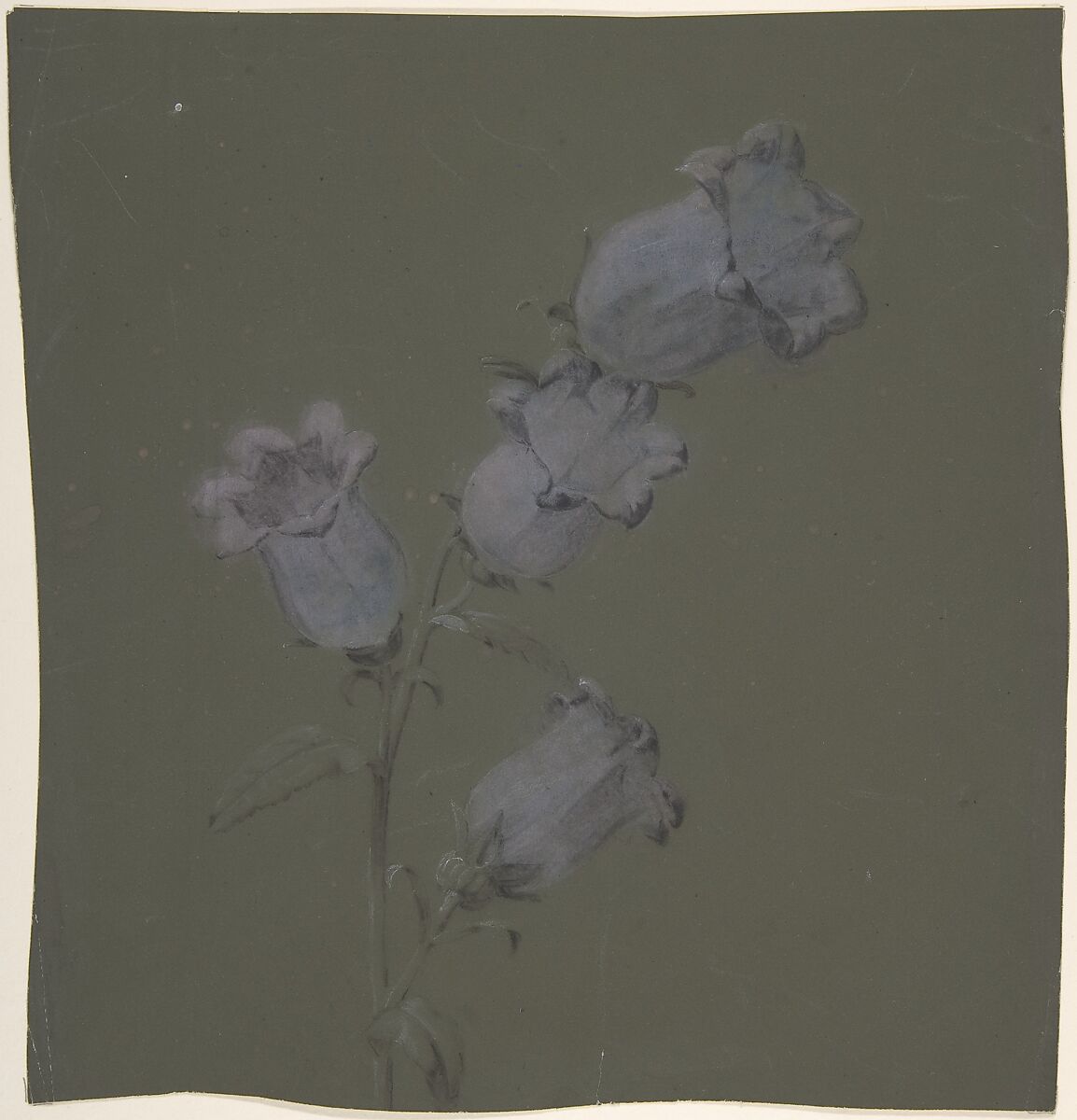Spray of Canterbury Bells, Antoine Berjon (French, Lyon 1754–1843 Lyon), Purple, blue, black, and white chalk 