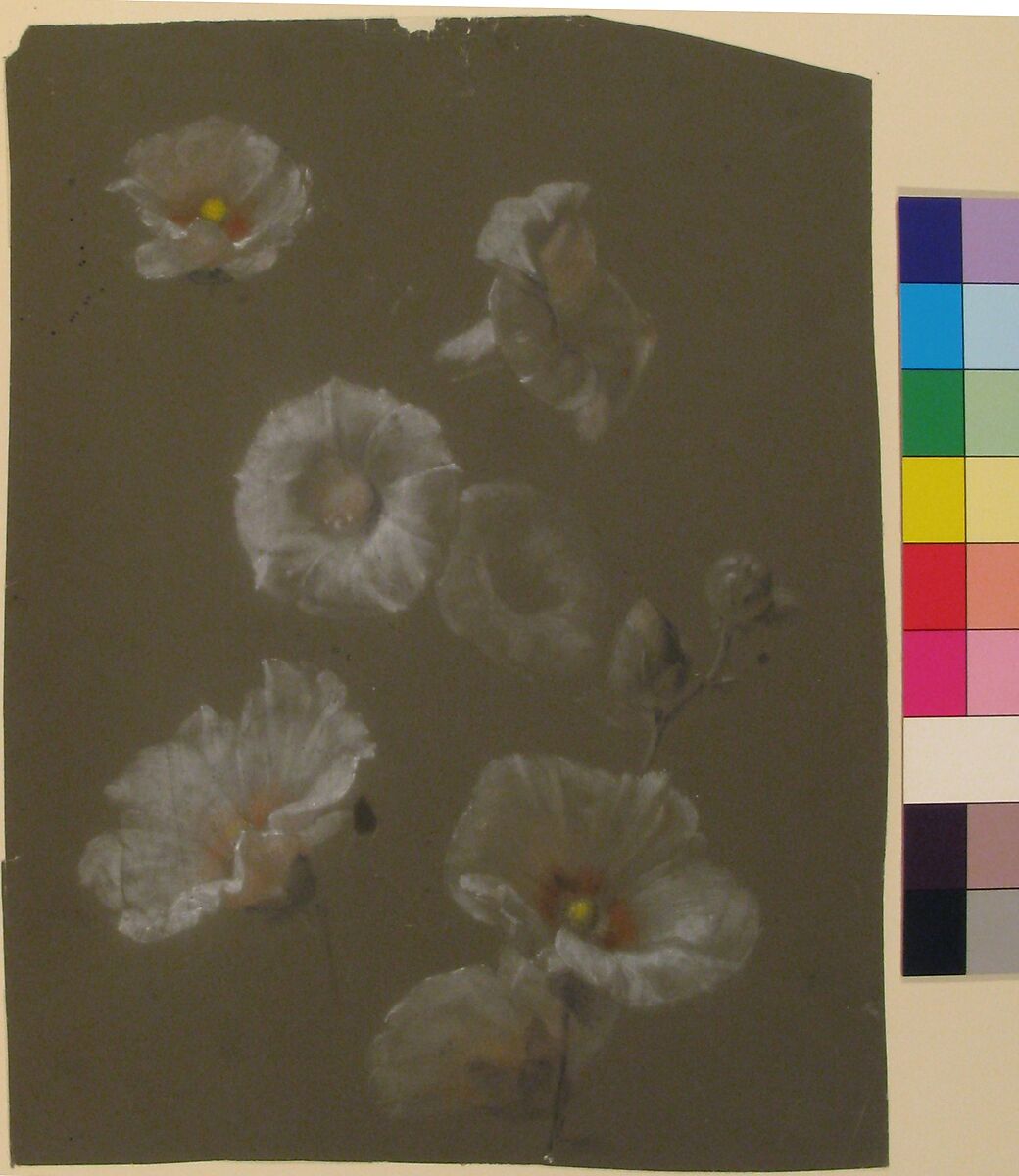 White Hollyhocks, Antoine Berjon (French, Lyon 1754–1843 Lyon), Black, white, yellow and orange chalk