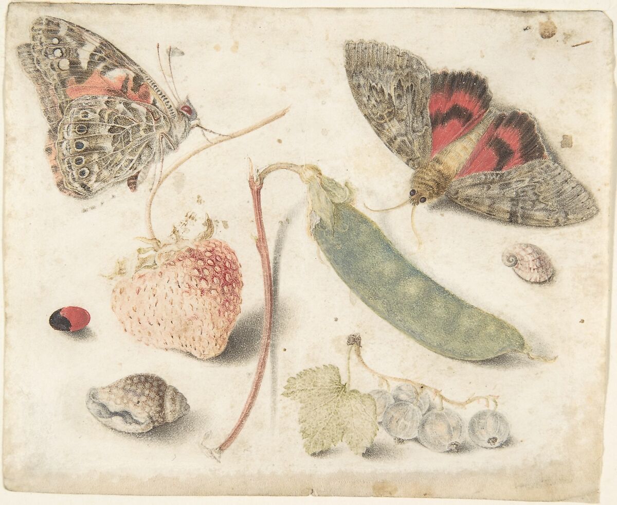 Studies of Fruits, Insects and Shells, Attributed to Georg Flegel (German, Olomouc (Olmütz) 1566–1638 Frankfurt), Watercolor on parchment 