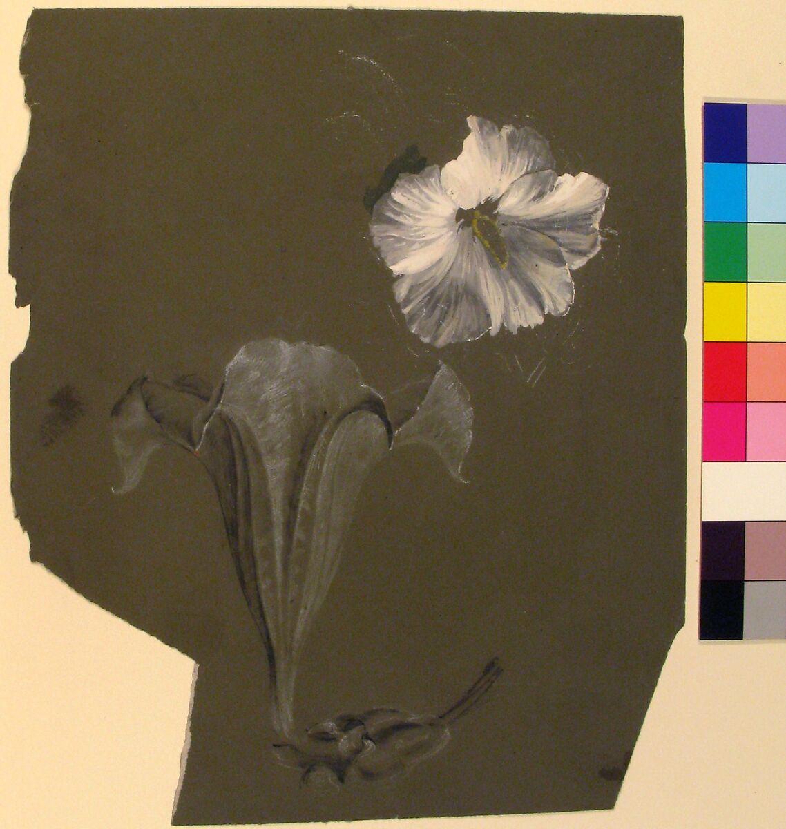 A Study of Two White Lilies, Antoine Berjon (French, Lyon 1754–1843 Lyon), Upper right: white, gray, green and yellow gouacheBottom left and middle: black chalk, stumping, and white chalk