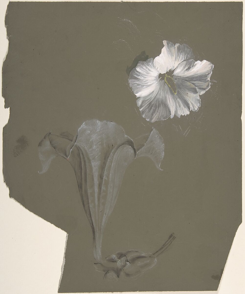 A Study of Two White Lilies, Antoine Berjon (French, Lyon 1754–1843 Lyon), Upper right: white, gray, green and yellow gouacheBottom left and middle: black chalk, stumping, and white chalk 