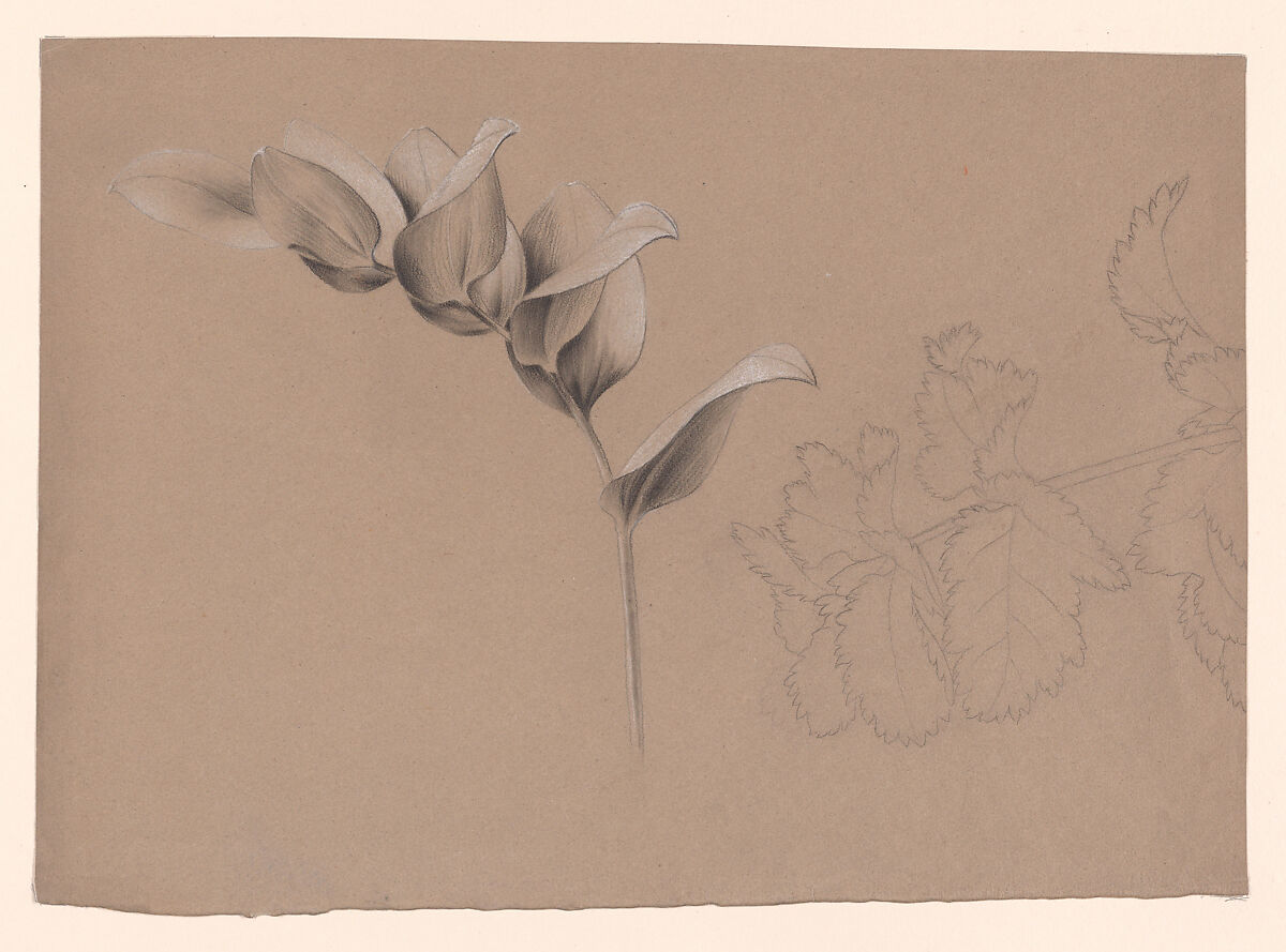 Floral Design, Antoine Berjon (French, Lyon 1754–1843 Lyon), Black and white chalk 