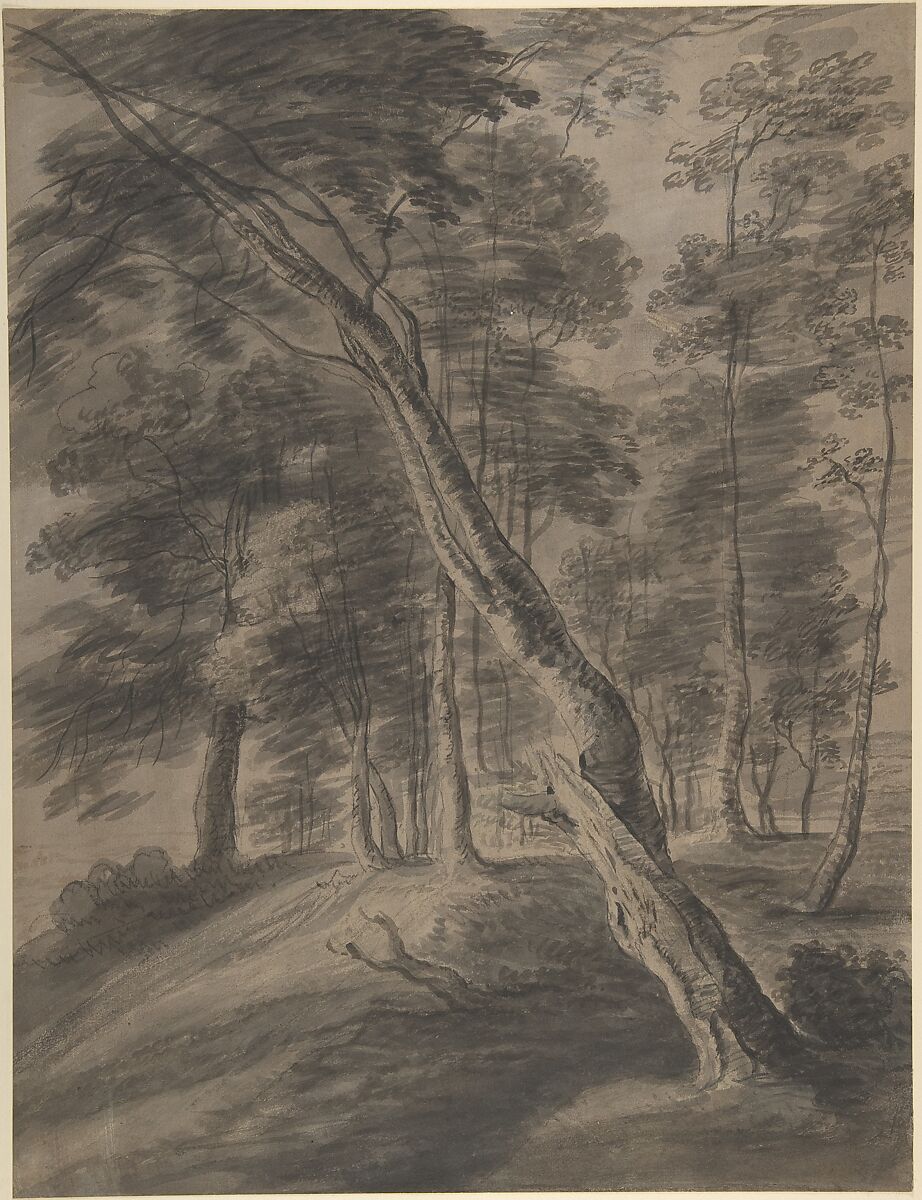 Forest Scene with Tree in Foreground, Attributed to Jacques d&#39;Artois (Flemish, Brussels (?) 1613–1686), Brush and gray wash, with bodycolor, over a sketch in black chalk 
