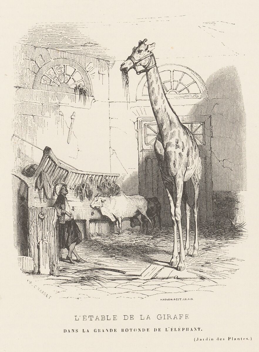 Le Jardin des Plantes, Descriptions et Moeurs des Mammiferes, François Boitard (French, ca. 1670–ca. 1715), Engravings, wood engravings, lithographs, hand-coloring