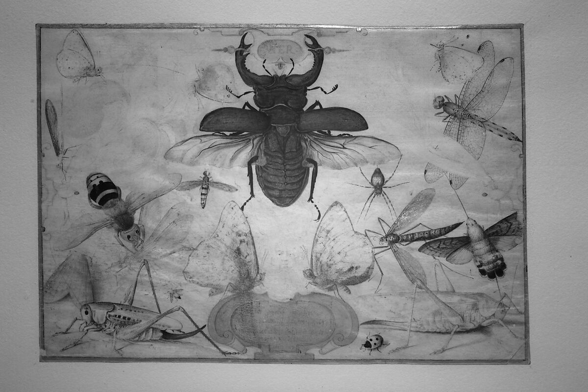 Insects and the Head of a Wind God, Joris Hoefnagel (Netherlandish, Antwerp 1542–1600 Vienna), Pen and brown ink, colored washes, gold paint