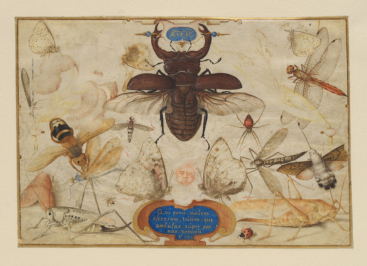 Insects and the Head of a Wind God, Joris Hoefnagel (Netherlandish, Antwerp 1542–1600 Vienna), Pen and brown ink, colored washes, gold paint