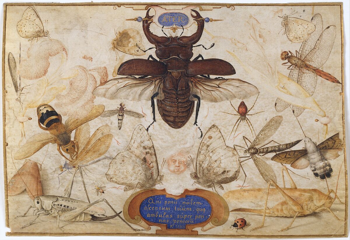Insects and the Head of a Wind God, Joris Hoefnagel (Netherlandish, Antwerp 1542–1600 Vienna), Pen and brown ink, colored washes, gold paint, on vellum 