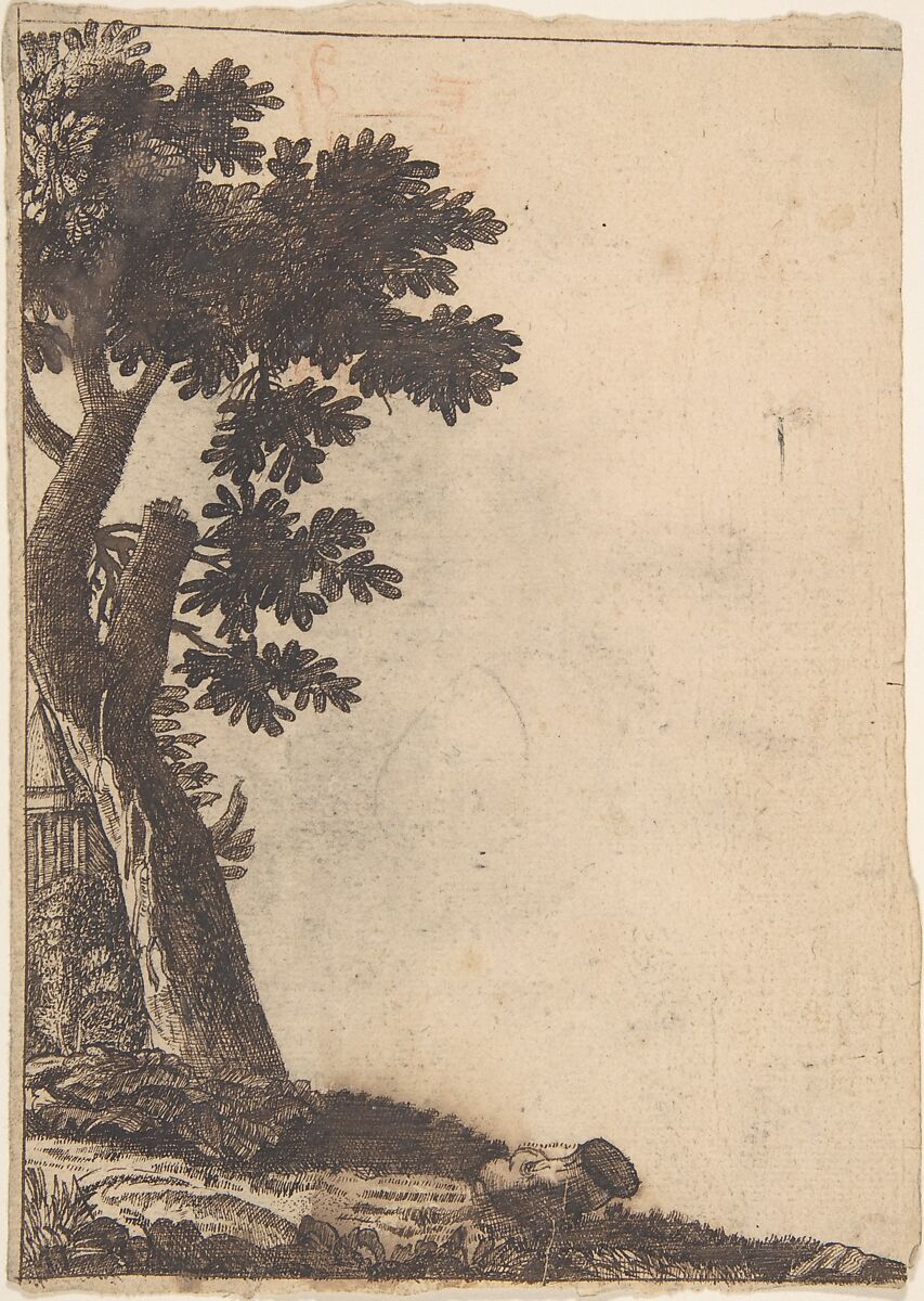 Study of a Tree, Anonymous, Netherlandish, 16th century, Pen and brown ink 