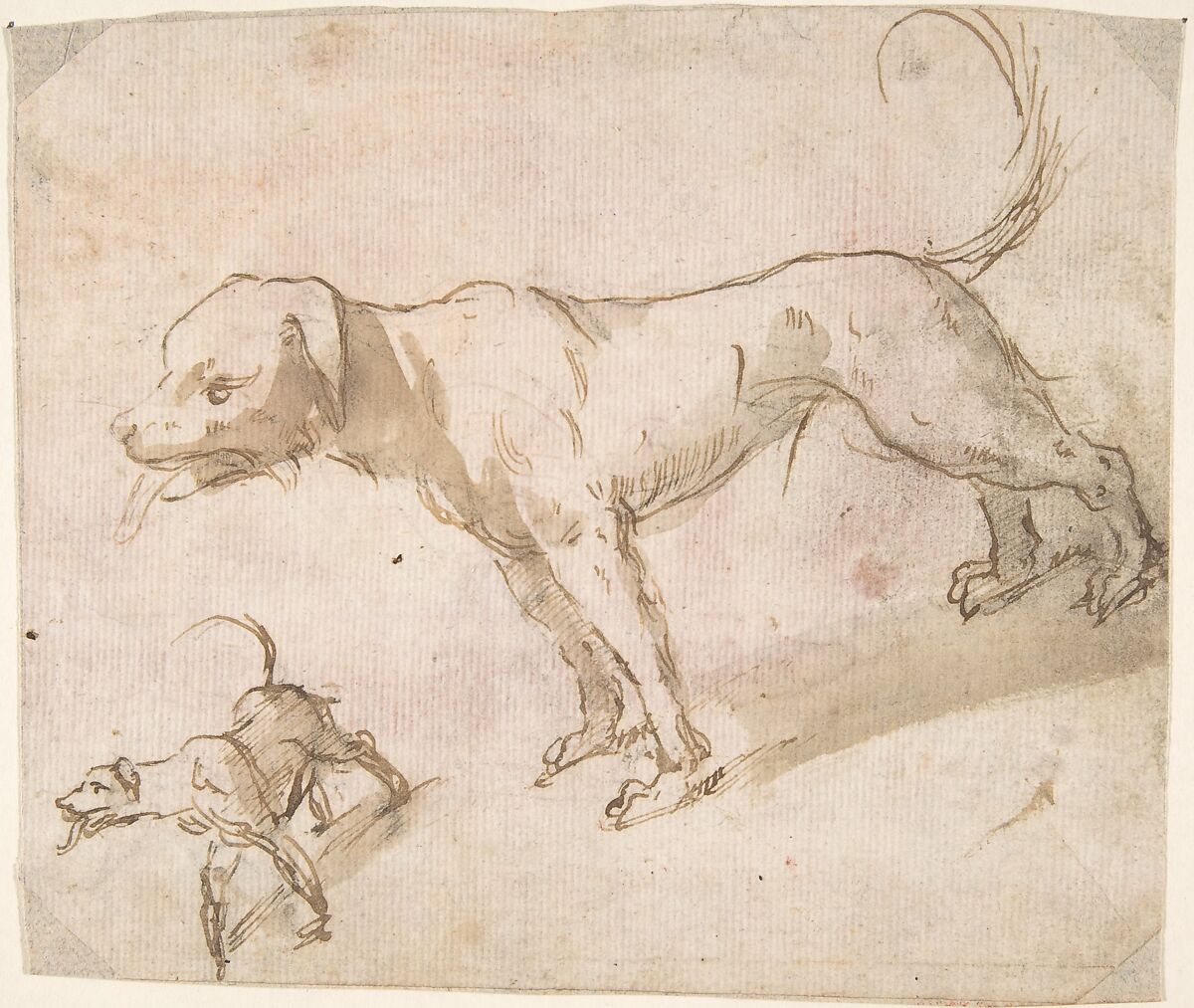 Two Dogs, Anonymous, Spanish, School of Seville, 17th century, Pen and brown ink with brush and brown wash over black chalk underdrawing.  On off-white paper 
