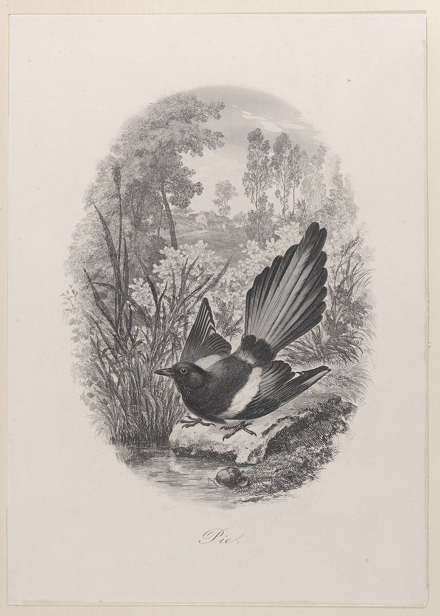 Magpie, Charles-François Daubigny (French, Paris 1817–1878 Paris), Etching; second state of two 