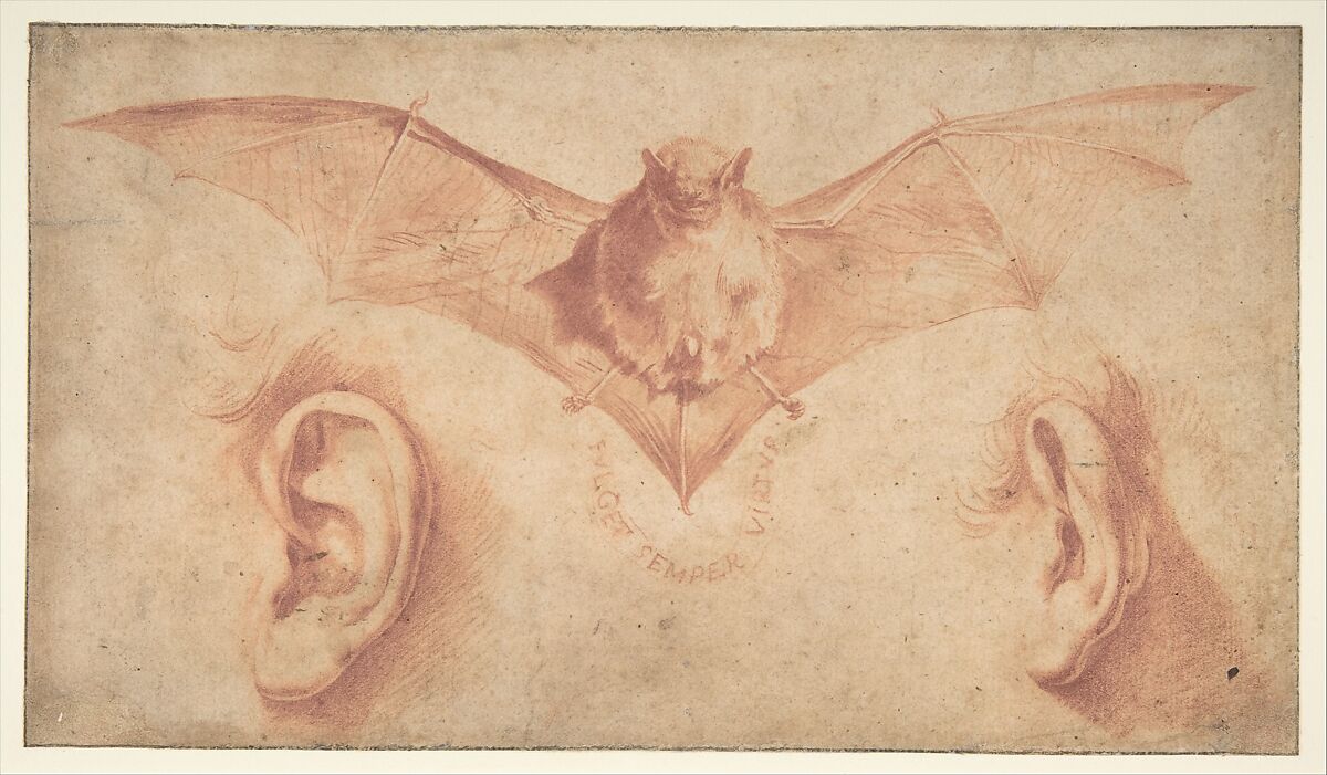 Studies of Two Ears and of a Bat. Below, the motto: FULGET SEMPER VIRTUS, Jusepe de Ribera (called Lo Spagnoletto) (Spanish, Játiva 1591–1652 Naples), Red chalk and brush and red wash on beige paper.  Composition outlined on all borders with ruled lines in black chalk 
